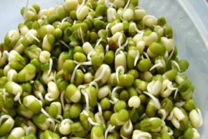 How can you quickly germinate pea seeds at home, its benefits and harms