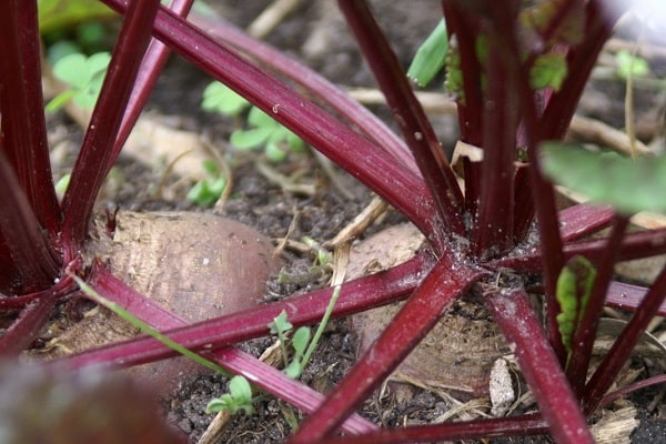 overgrowth of beets