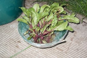 How to transplant beets after thinning in the open field
