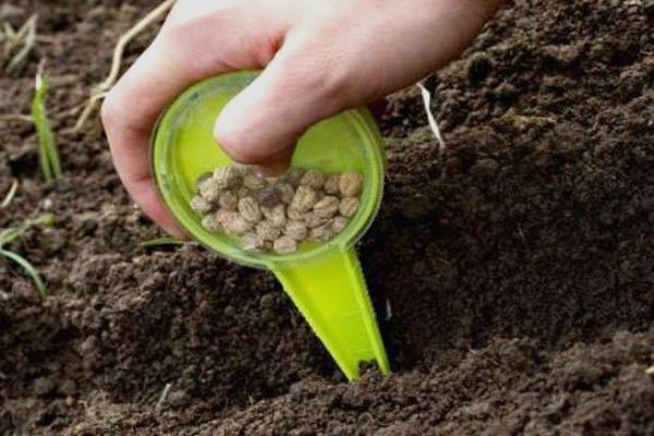 planting beans