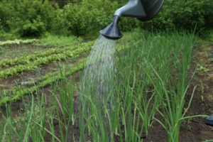 How to water onions correctly and often outdoors, when to stop watering