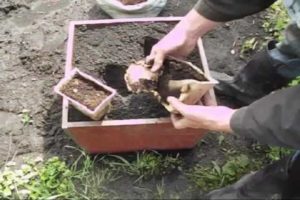 Kā audzēt un rūpēties par ingveru atklātā laukā un kad novākt ražu