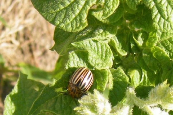 Instructions for the use of Kalash against the Colorado potato beetle