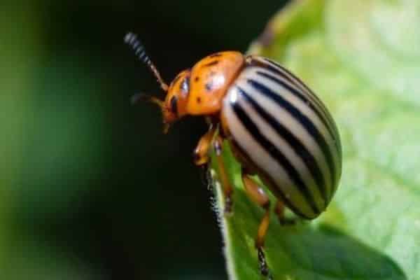 escarabajo comiendo papas