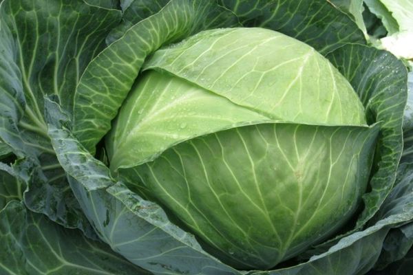 cabbage grade brigadier