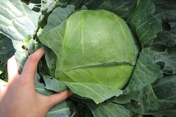 cabbage cultivation