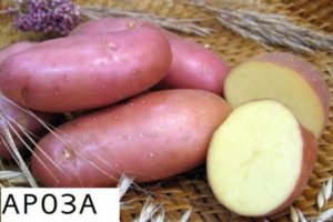 Descripció de la varietat de patates Arosa, característiques de cultiu i rendiment