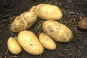 Descrierea soiului de cartofi Juvel, caracteristicile și randamentul acestuia
