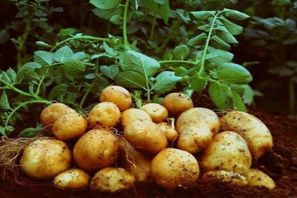 lit de pommes de terre
