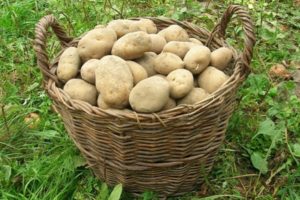 Beschrijving van het aardappelras Elizabeth, kenmerken van teelt en verzorging