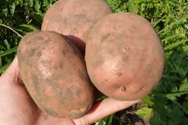 Irbit brambory