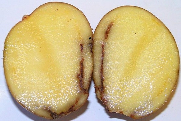 Colorado-perunakuoriainen
