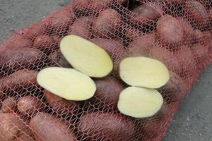 Irbitsky-perunalajikkeen kuvaus, suositukset viljelyyn ja satoon