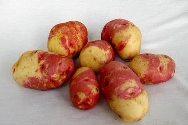 πατάτες Ivan da Marya