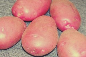 Beskrivelse af Kamensky kartoffelsorten, funktioner i dyrkning og pleje