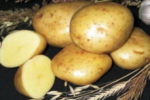 Opis odrody zemiakov Kolobok, znaky pestovania a starostlivosti