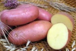 Beskrivelse af Krasavchik kartoffelsorten, funktioner i dyrkning og pleje