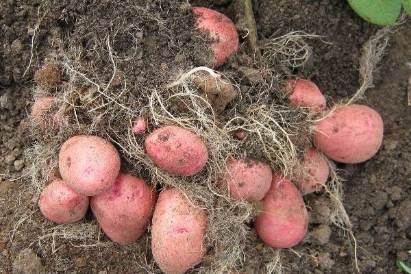 cavando patatas