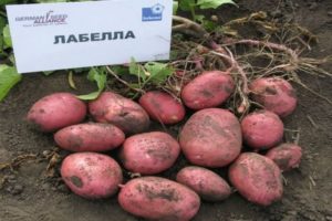 Beskrivelse af Labella-kartoffelsorten, funktioner i dyrkning og pleje