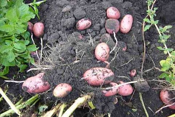 udržování kvality brambor