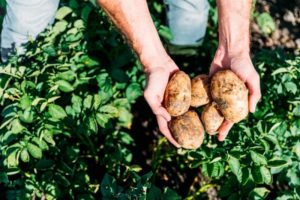 Lasunok kartupeļu šķirnes apraksts, tās īpašības un raža
