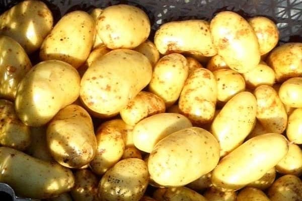 latona aardappelen