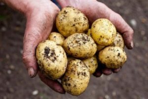 Description of the potato variety Latona, features of cultivation and yield