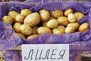 Beschreibung der Kartoffelsorte Lileya, Merkmale des Anbaus und der Pflege