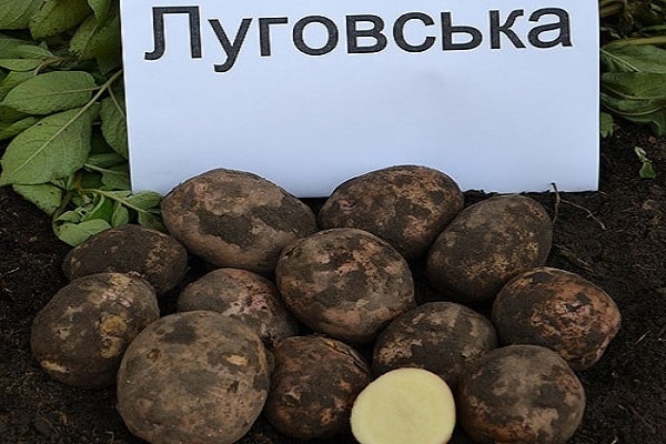 Lugovskoy potatoes