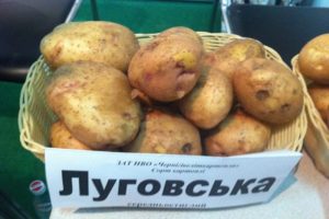 Popis odrůdy brambor Lugovskoy, pěstitelských funkcí a výnosů