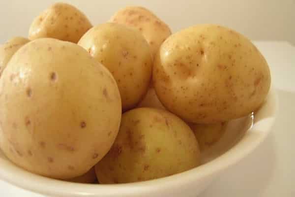 plesnivé brambory