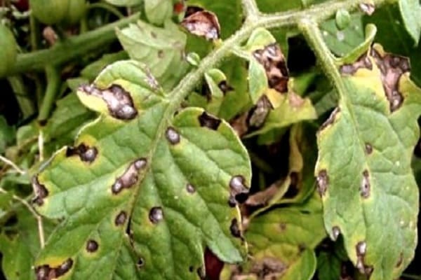affected by late blight