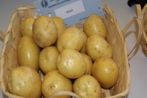 Descripció de la varietat de patates Molly, característiques del cultiu i cura