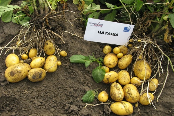 Kartoffeln Natasha