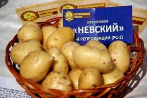 A Nevsky burgonyafajta leírása, jellemzői és termése