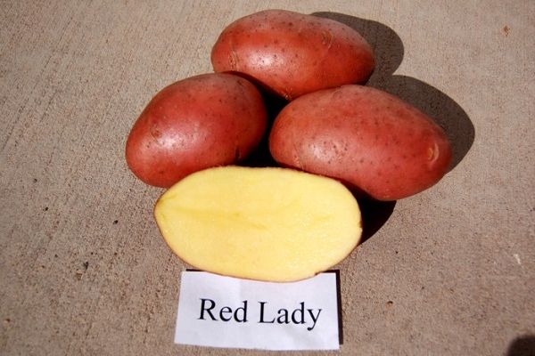 κόκκινη πατάτα κυρία