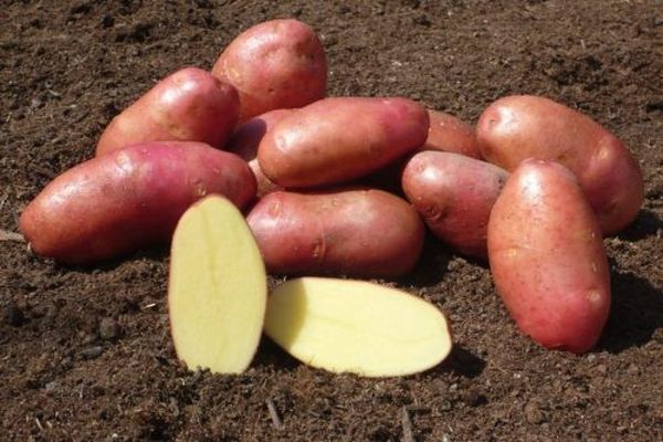 potatis i marken