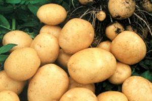 Descrizione della varietà di patate Rogneda, caratteristiche di coltivazione e cura