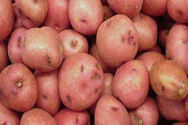 cultivo de patatas