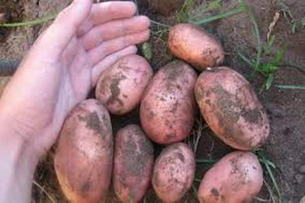 varietà di patate Ryabinushka