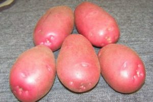 Bulvių veislės „Ryabinushka“ aprašymas, auginimo ypatybės ir derlius