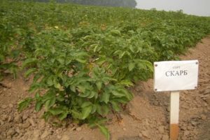 Descrizione della varietà di patate Scarb, caratteristiche di coltivazione e cura