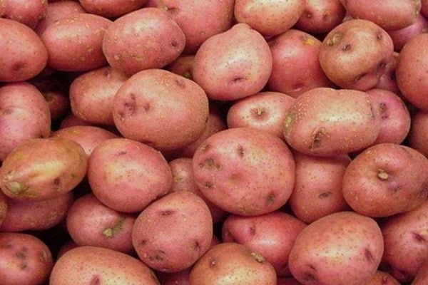 Slavyanka potatoes