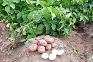Descrizione della varietà di patate Slavyanka, caratteristiche di coltivazione e cura