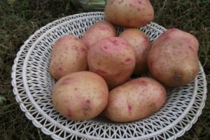 Descrizione della varietà di patate Ciuffolotto, caratteristiche di coltivazione e cura