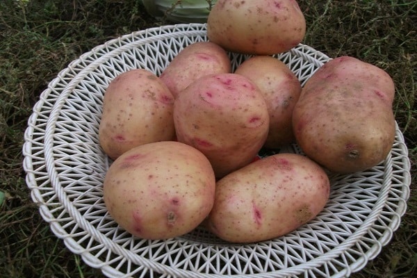 potatis tjurfink