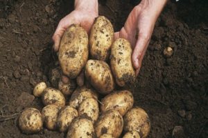 Beskrivelse af kartoffelsorter Fyrre dage, der vokser, hvornår man skal grave