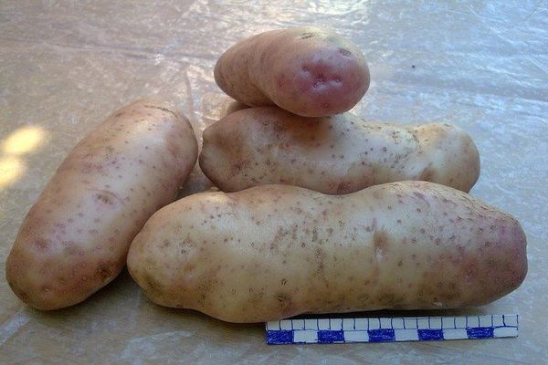 ziemniaki na stole