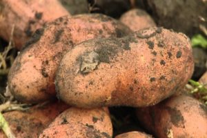Descrizione della varietà di patate Early Morning, le sue caratteristiche e la resa