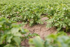 Beschreibung der Vektorkartoffelsorte, Anbaueigenschaften und Ertrag